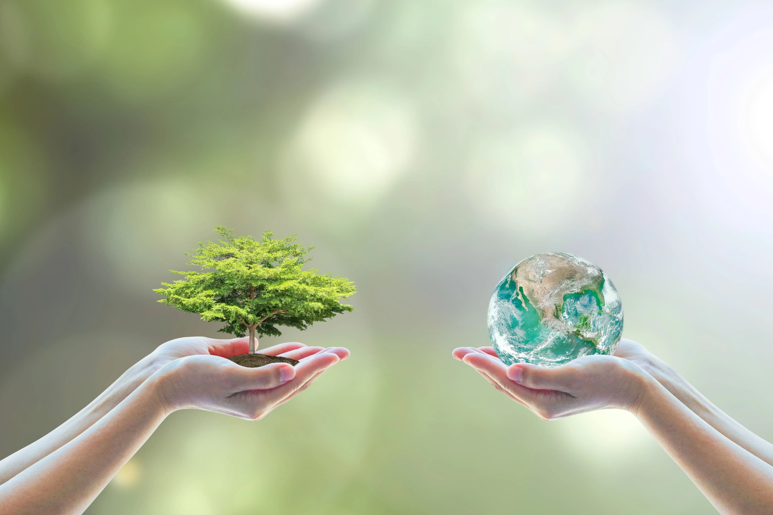 Hands holding tree and globe, symbolizing nature.