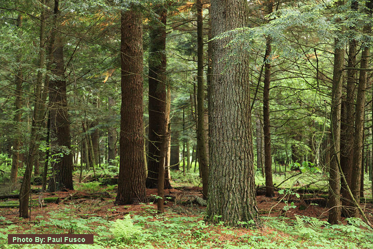 Lush forest with tall, dense trees.